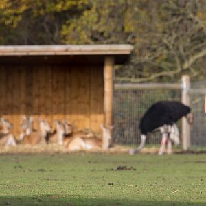 Common eland : Yorkshire WP : 11 Nov 2017
