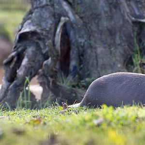 Giant otter : Yorkshire WP : 11 Nov 2017