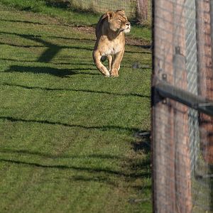 Lion : Yorkshire WP : 11 Nov 2017