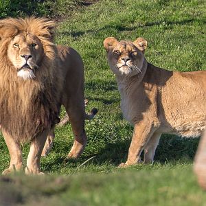 Lion : Yorkshire WP : 11 Nov 2017