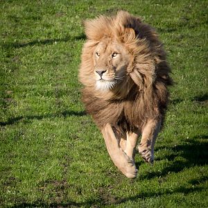 Lion : Yorkshire WP : 11 Nov 2017
