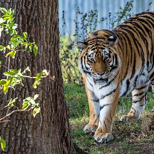 Amur tigur : Yorkshire WP : 11 Nov 2017
