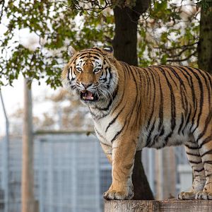 Amur tigur : Yorkshire WP : 11 Nov 2017