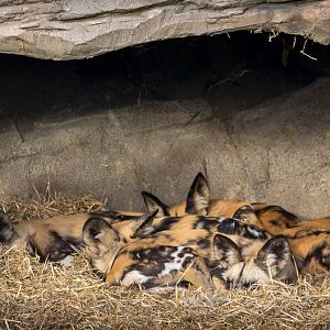 African wild dog : Yorkshire WP : 11 Nov 2017