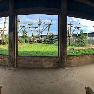 Amur leopard (exhibit) : Yorkshire WP : 11 Nov 2017