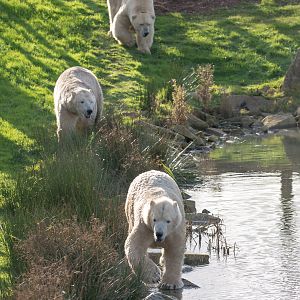 Polar bear : Yorkshire WP : 11 Nov 2017