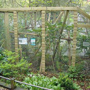 Pied Tamarin Shaldon Zoo
