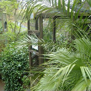 Prevost Squirrel Shaldon Zoo