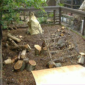 Meerkat Exhibit Shaldon Zoo