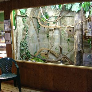 Tree Shrew and Tortoise Shaldon Zoo
