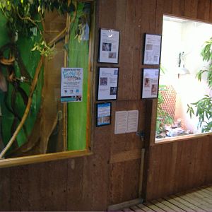 Pygmy Marmoset Shaldon Zoo