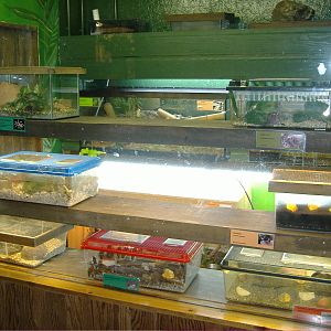 Bug room Shaldon Zoo