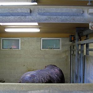 Hippo exhibit - behind the scenes tour