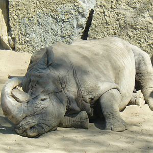 White Rhino