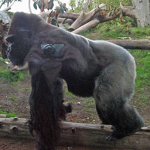 Western Lowland Gorilla
