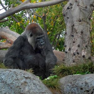 Western Lowland Gorilla