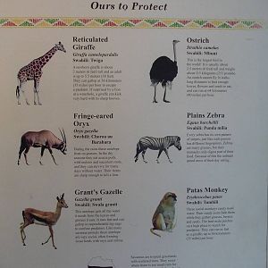 African Savanna - Animal List