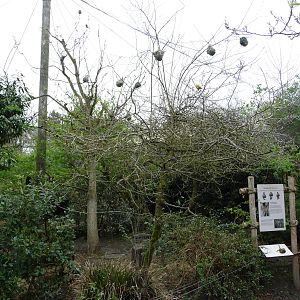 African Savanna - Aviary