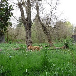 African Savanna - Lion Exhibit