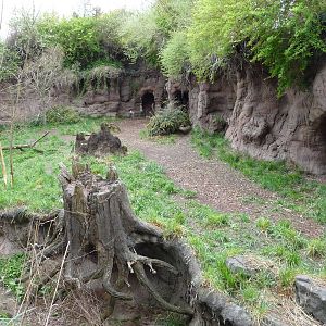 African Wild Dog Exhibit