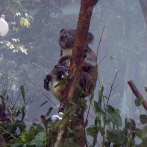 Koala (Phascolarctos cinereus)