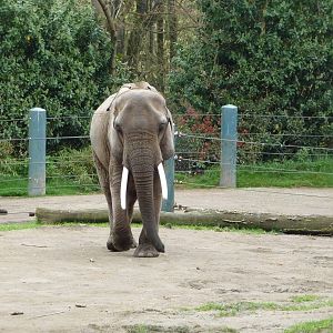 Circling Elephant - Stereotypy