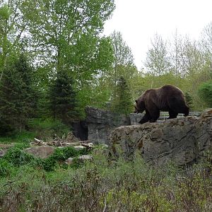 Grizzly Bear Exhibit