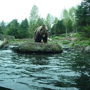 Grizzly Bear Exhibit