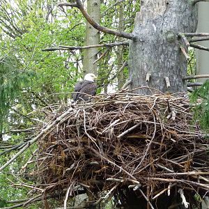 Bald Eagle Exhibit