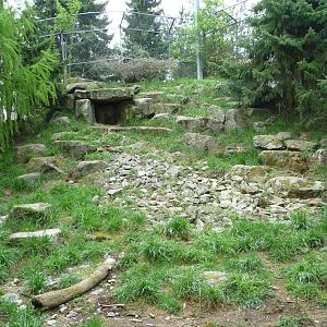 Snow Leopard Exhibit