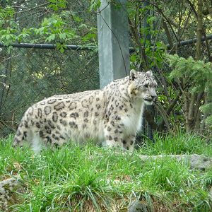 Snow Leopard