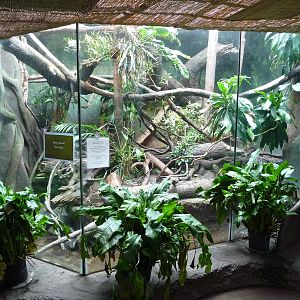 Ocelot Exhibit