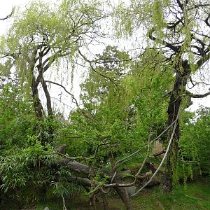 Red Ruffed Lemur Exhibit