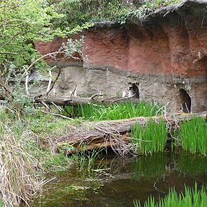 Red Ruffed Lemur Exhibit