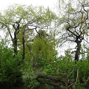 Red Ruffed Lemur Exhibit