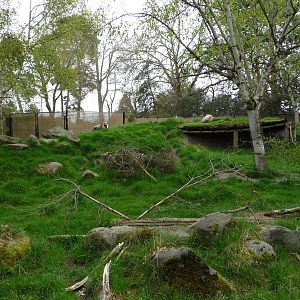 Japanese Serow Exhibit