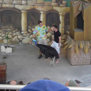 Cassowary and Volunteer from the Audience.