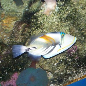 Under water world 2009