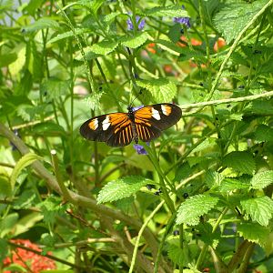 Butterfly Garden