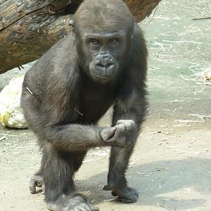 Gorilla Fritz