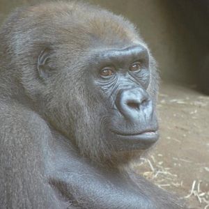 Gorilla Julchen