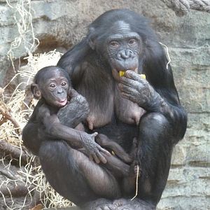 Bonobo with young