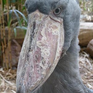 Shoebill