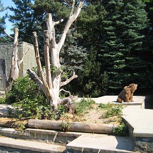 Old kodikak bear exhibit