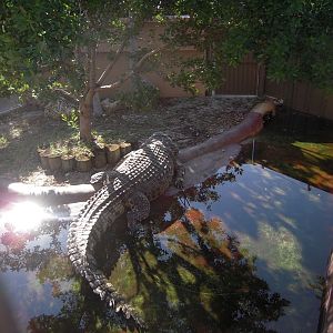 Hank the Crocosaurus - Serpentarium