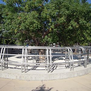 Aldabra Tortoise enclosure