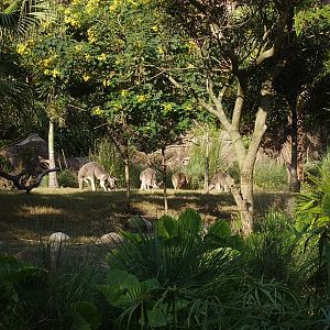 Grey Kangaroos - Discovery Island Trails