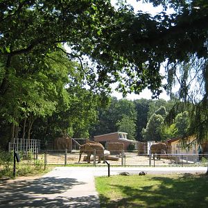 The new elephant exhibit
