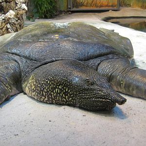 Monster Turtle