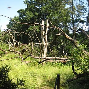 Capuchin monkeys exhibit